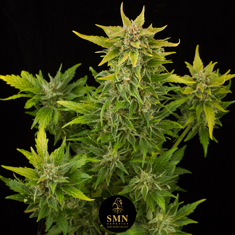 sweet coffee cupcake smn genetics semi