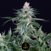 sweet coffee cupcake smn genetics semi