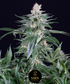 sweet coffee cupcake smn genetics semi