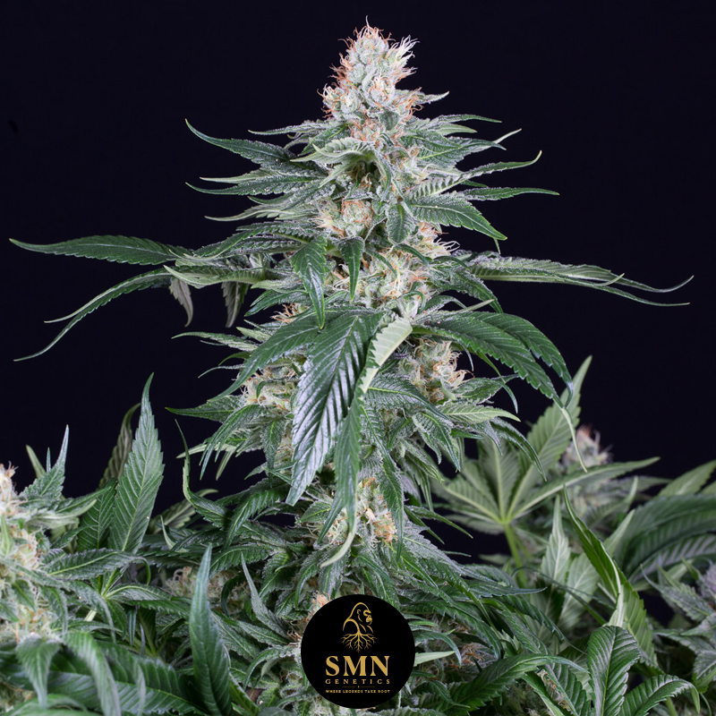 sweet coffee cupcake smn genetics semi