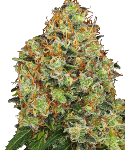 sweet tangerine tango aut