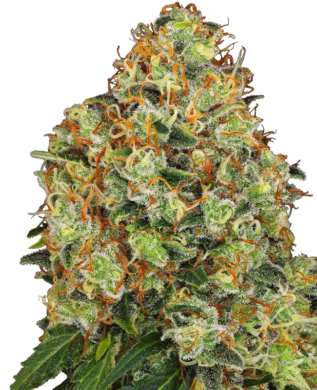 sweet tangerine tango aut