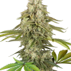 tangie jungle juice stag sensi seeds