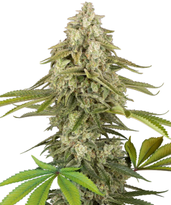 tangie jungle juice stag sensi seeds