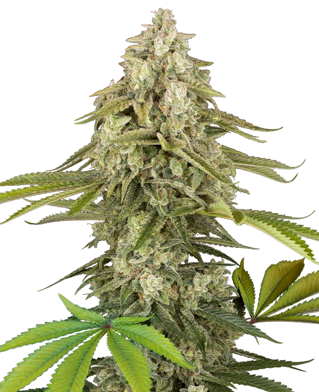 tangie jungle juice stag sensi seeds