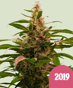 the 2019