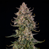triangle kush auto silent seeds