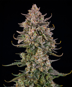 triangle kush auto silent seeds