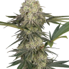 triple mints xxl stag sensi seeds