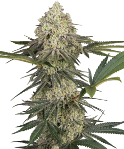 triple mints xxl stag sensi seeds