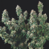 tutankhamon x cookies usa