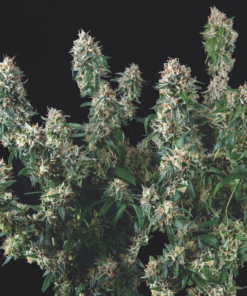 tutankhamon x cookies usa
