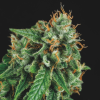 tutankhamon x gorila glue