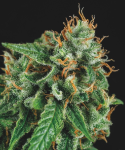 tutankhamon x gorila glue