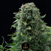 watermelon sherbet smn genetics semi