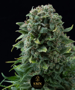 watermelon sherbet smn genetics semi
