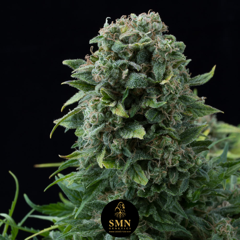 watermelon sherbet smn genetics semi