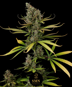 watermelon sherbet smn genetics semi
