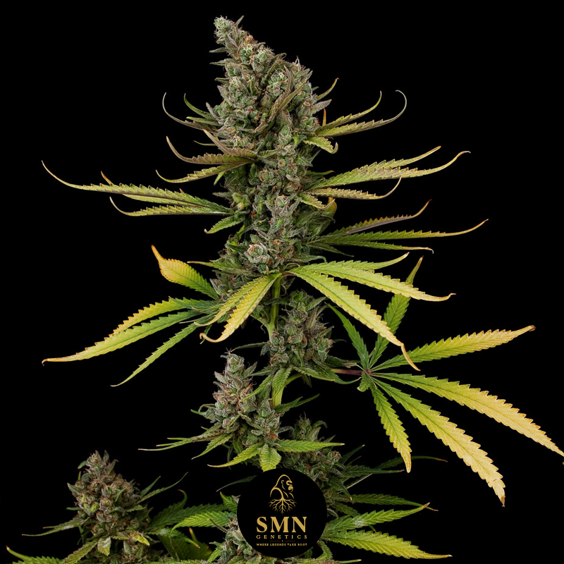watermelon sherbet smn genetics semi