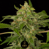 wedding cookies auto smn genetics semi