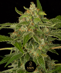 wedding cookies auto smn genetics semi