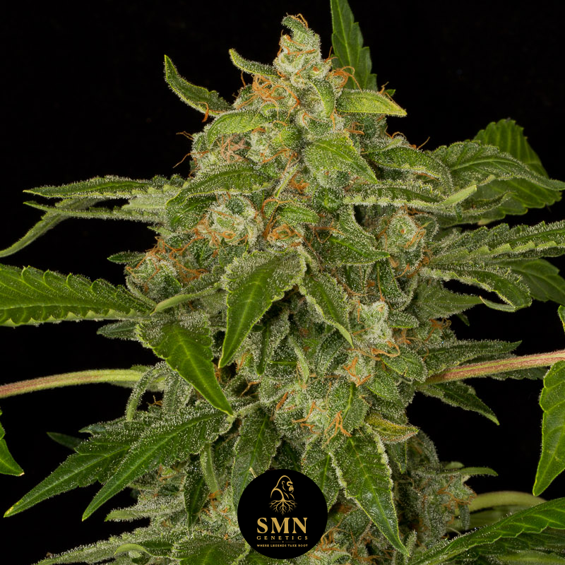 wedding cookies auto smn genetics semi