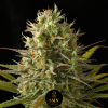 wedding cookies smn genetics semi